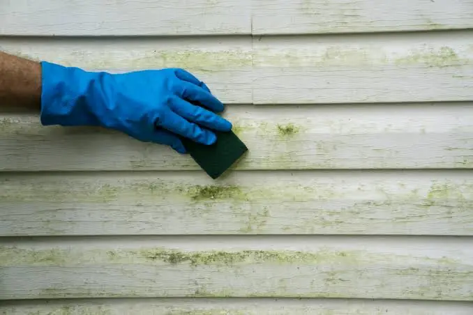 How to Manage Mold on Exterior Paint: Mitigation and Care Guide